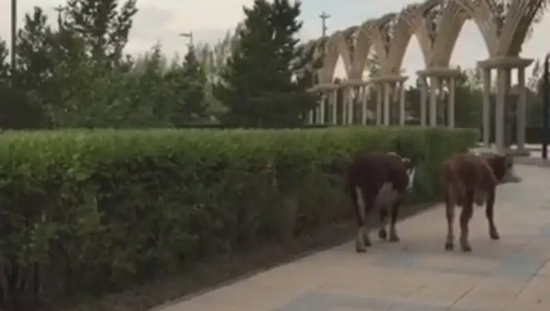 Коровы в Президентском парке развеселили астанчан