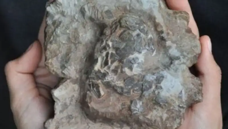 В Португалии обнаружили древнейшие яйца крокодилов