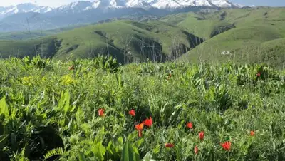 esgrs.org, фото - Новости Zakon.kz от 31.05.2018 16:12