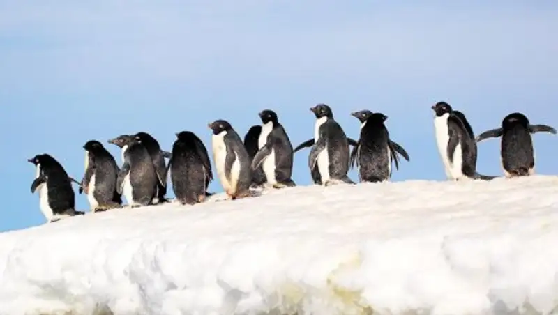 Ученые нашли страну пингвинов