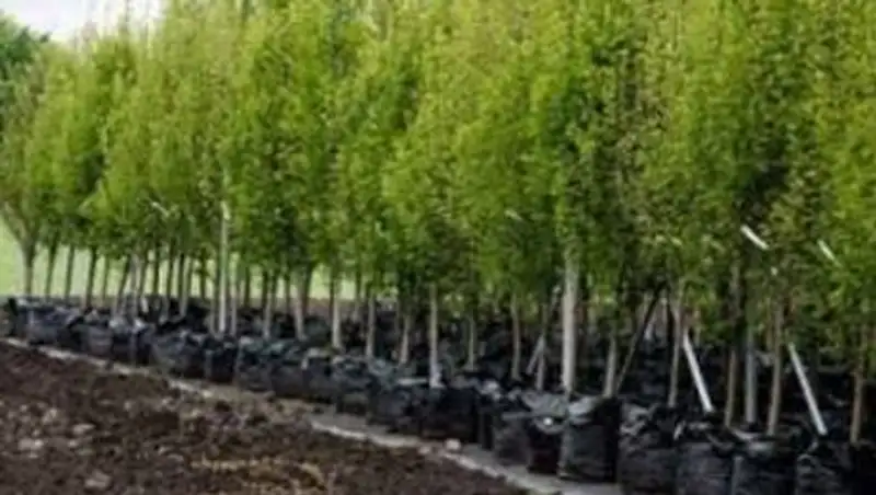 К осени 2014 года в зеленом поясе столицы будут посеяны растения-медоносы