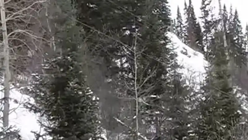 Лесники ВКО предлагают снять мораторий на вырубку елок