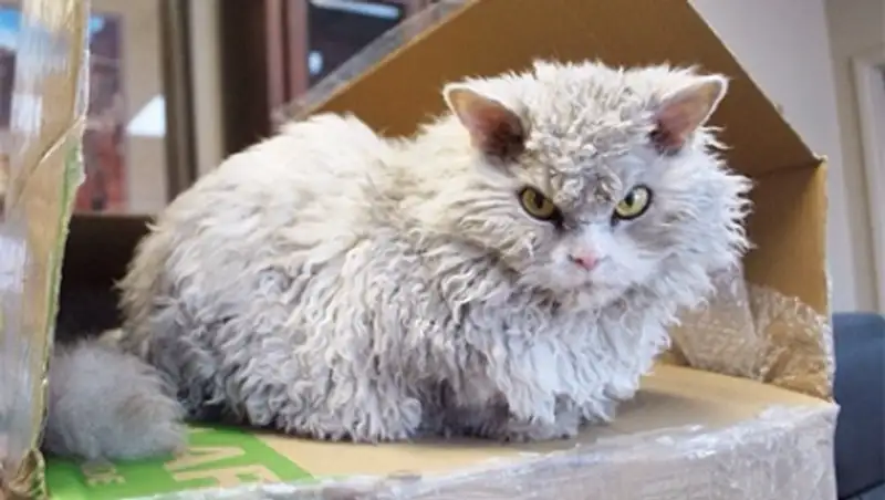 Названный в честь Эйнштейна «высокомерный» кот стал новым героем Instagram