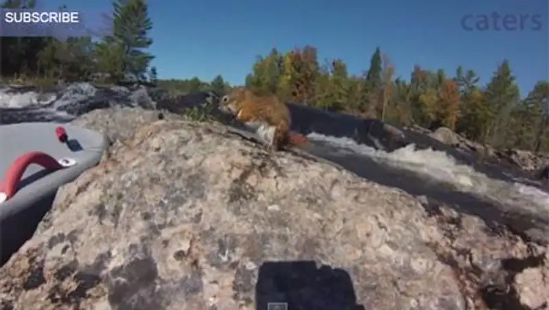 Спортсмен спас из бурной реки тонущую белку