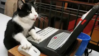 Integrative Veterinary Medicine with Dr. O, фото - Новости Zakon.kz от 29.07.2020 19:21