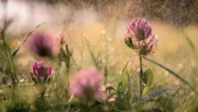 99px.ru, фото - Новости Zakon.kz от 28.07.2018 09:33