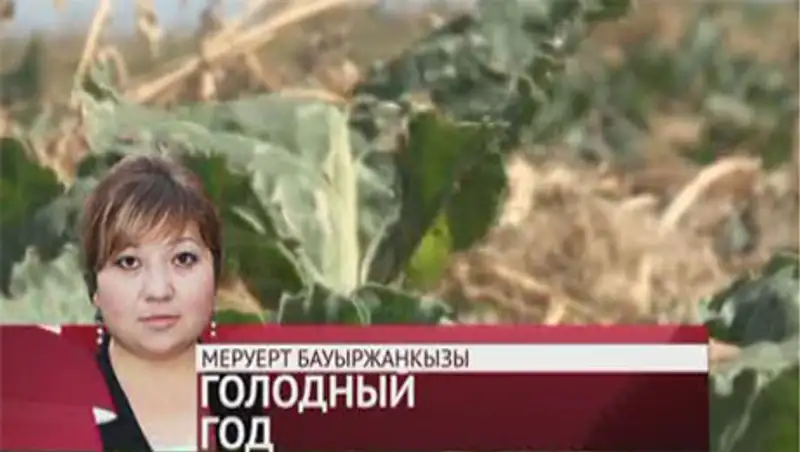 Из-за невосстановленного водохранилища в Кызылагаше гибнет урожай