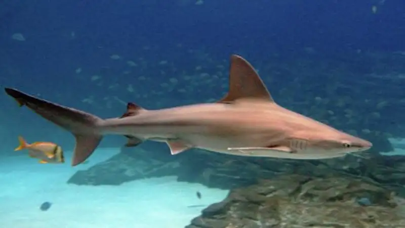 Гонконгская таможня конфисковала более тонны сушеных акульих плавников