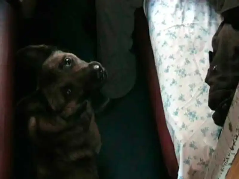 Пограничники задержали пассажира поезда, который перевозил наркотики в протезе (фото), фото - Новости Zakon.kz от 14.11.2013 18:38