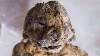 Zakon.kz, фото - Новости Zakon.kz от 10.11.2017 16:39