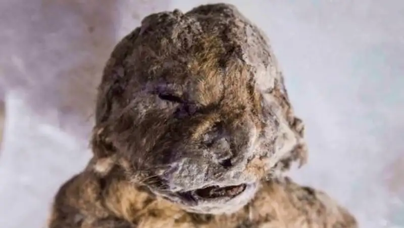 Замёрзшего 50 тыс. лет назад пещерного львенка нашли в Якутии