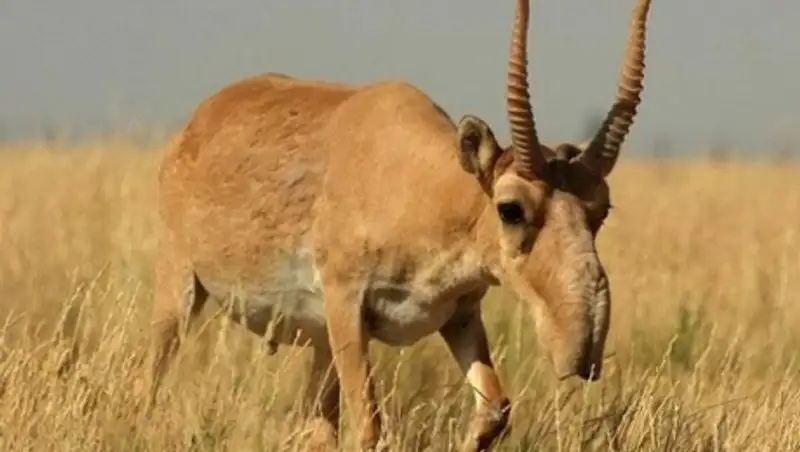 Мужчину с убитым сайгаком в машине задержали в Карагандинской области