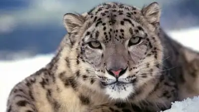 pikabu.ru, фото - Новости Zakon.kz от 05.11.2020 12:34