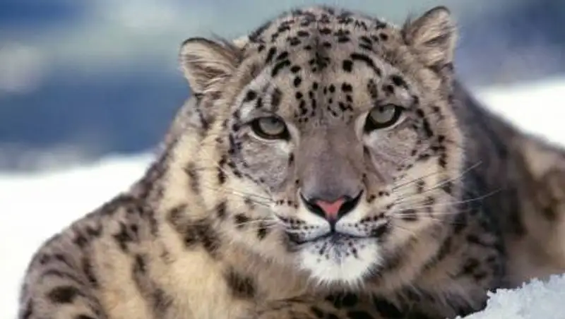 Новые снимки снежного барса зафиксировала фотоловушка в "Алтын-Эмель"