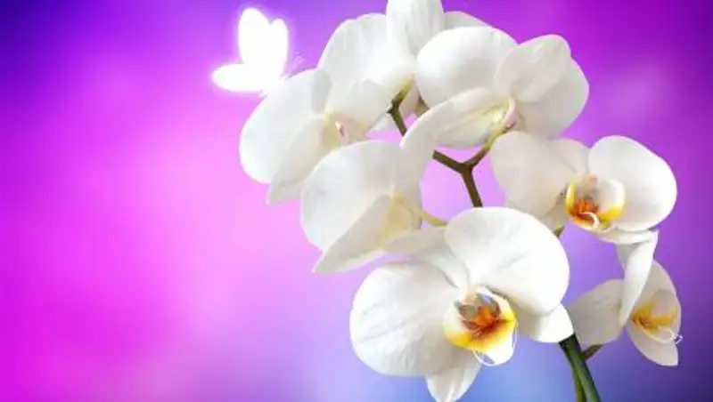 Ученые вывели новый сорт орхидеи к 8 Марта