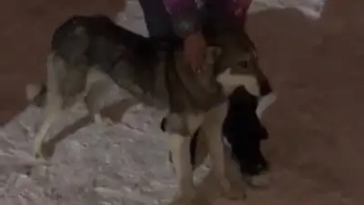 кадр из видео, фото - Новости Zakon.kz от 24.01.2020 22:10