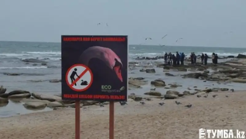 В Актау на побережье нашли мертвых лебедей