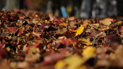 Pixabay, фото - Новости Zakon.kz от 14.09.2019 09:18