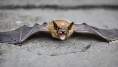 Новый коронавирус, ЮАР, фото - Новости Zakon.kz от 27.01.2022 00:46