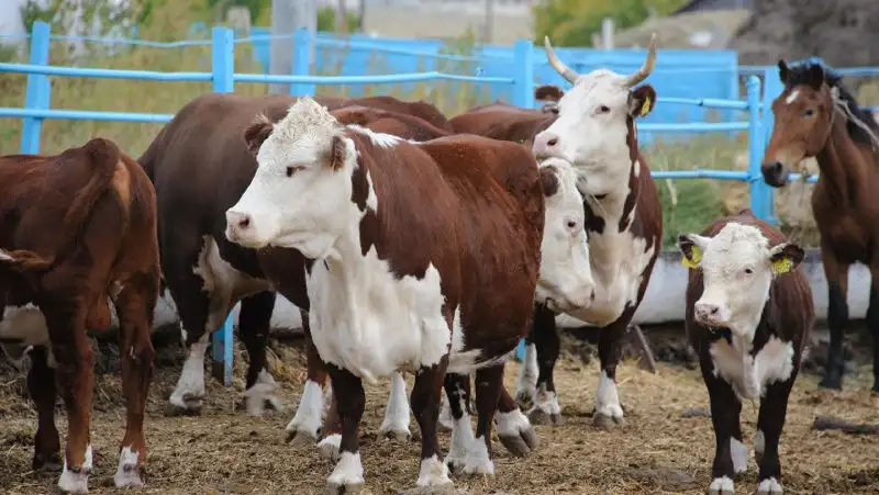 Импортерам пестицидов и племенных животных вернули налоговые льготы