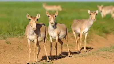 Zakon.kz, фото - Новости Zakon.kz от 25.05.2017 18:06