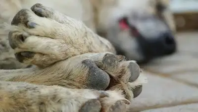 CC0 / Engin Akyurt, фото - Новости Zakon.kz от 31.03.2018 00:17