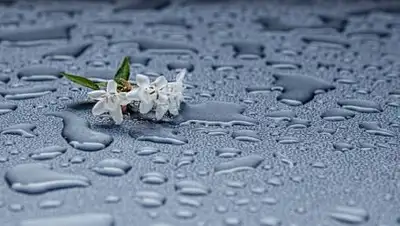 pxhere.com, фото - Новости Zakon.kz от 12.04.2021 12:31