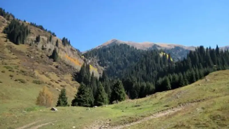 Природные парки близ Алматы снова обрабатывают от клещей