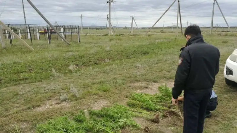 Более 70 кустов конопли выращивал в огороде житель Акмолинской области