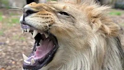 Фото: Global Look Press/Harald Tittel, фото - Новости Zakon.kz от 23.12.2017 20:44