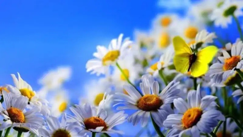 28 июля лишь на западе и северо-западе Казахстана ожидается погода без осадков