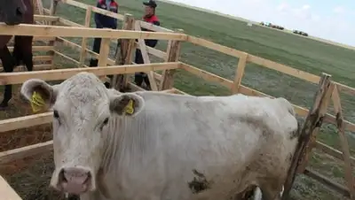 Zakon.kz, фото - Новости Zakon.kz от 08.02.2015 22:58