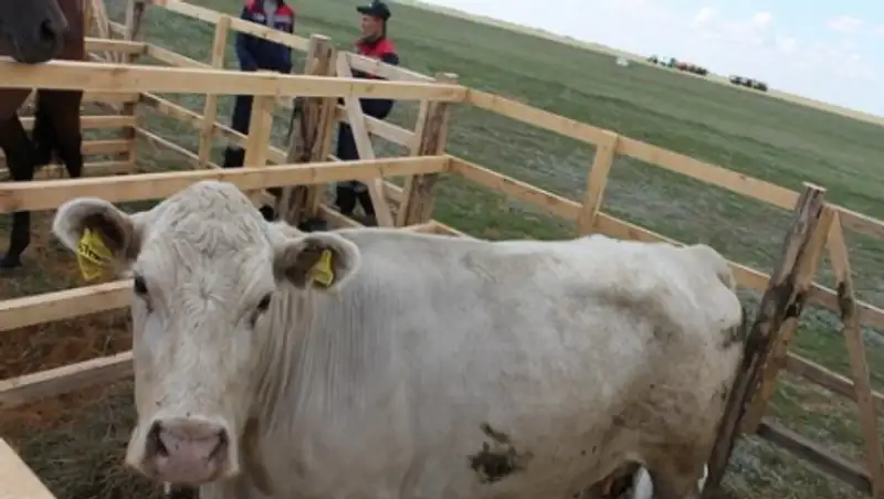 Животноводы Костанайской области обеспокоены ростом импорта мяса из России