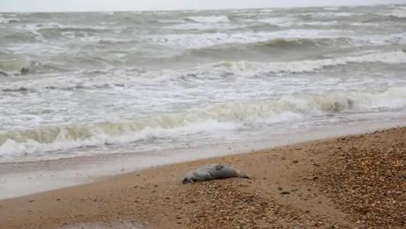 150 мертвых редких тюленей нашли на берегу Каспия