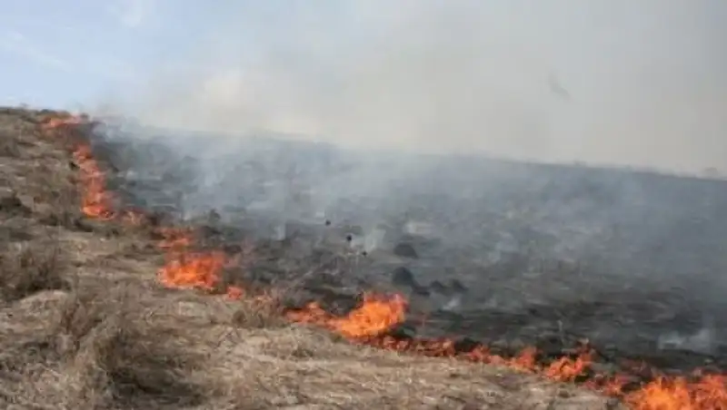 В Усть-Каменогорске горит сухостой на площади 40 га