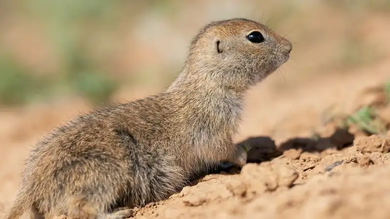 Весна пришла: суслики вышли из спячки в Наурзумском заповеднике