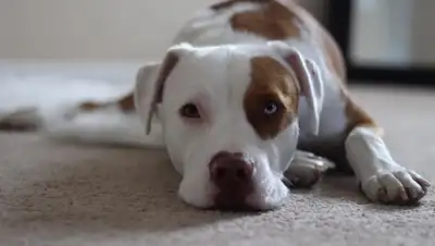 соцсети, фото - Новости Zakon.kz от 08.04.2018 21:01