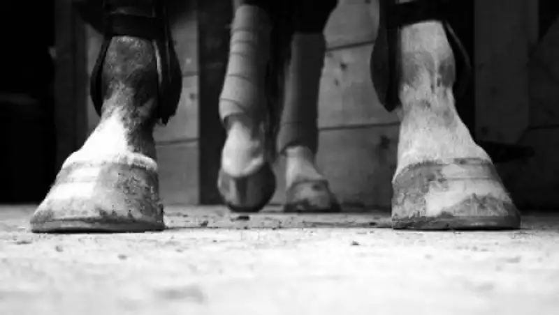 Алматинца, сбившего на трассе лошадей, лишили водительских прав