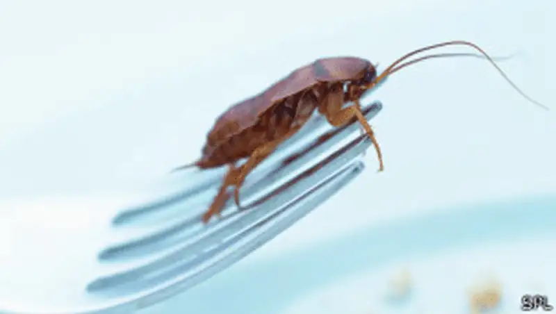 В США запустили «электронные рюкзаки» для тараканов