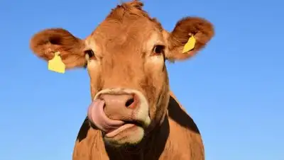 pixabay.com, фото - Новости Zakon.kz от 24.06.2021 11:37