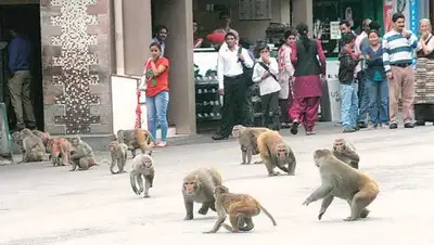 The Indian Express, фото - Новости Zakon.kz от 19.05.2018 07:46