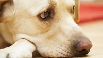 © Depositphotos / Chalabala, фото - Новости Zakon.kz от 19.02.2018 12:30