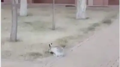 кадр из видео, фото - Новости Zakon.kz от 19.04.2020 14:16