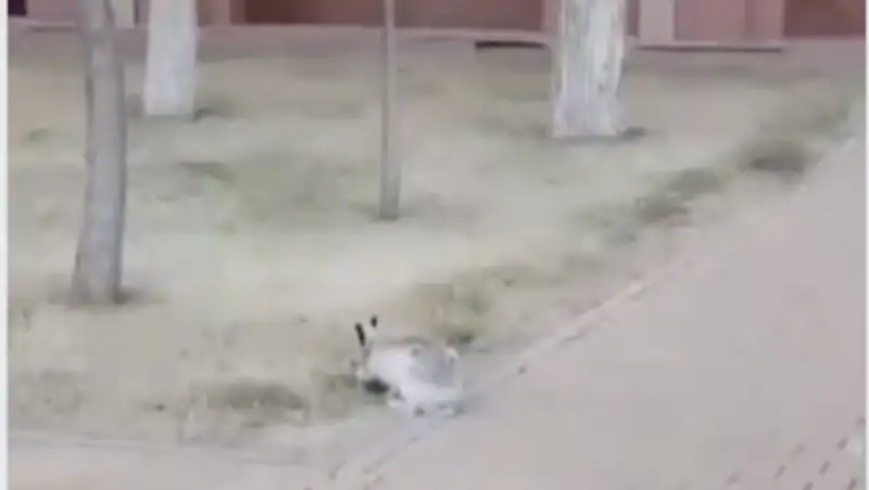 В Сети появилось видео, как заяц бегает у Дома министерств в Нур-Султане
