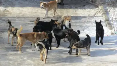 Открытые источники, фото - Новости Zakon.kz от 08.12.2018 19:30