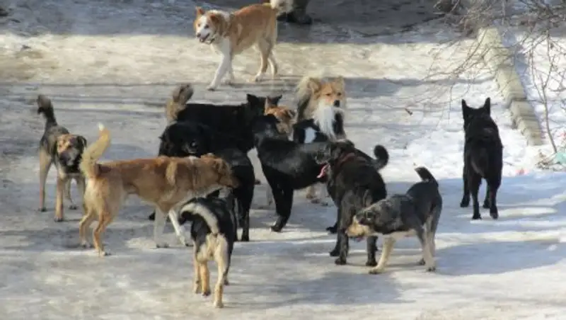 Бродячие собаки нападают на жителей столицы