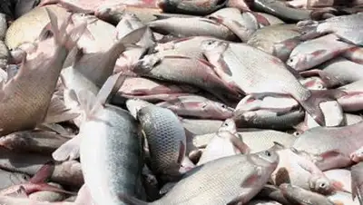 Zakon.kz, фото - Новости Zakon.kz от 02.06.2014 18:54