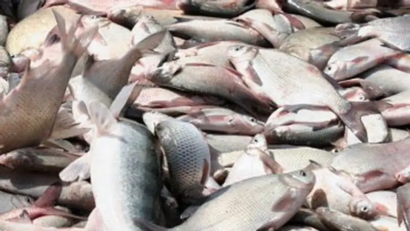 В Алматинской области полицейские изъяли у браконьеров 2,5 тонны рыбы