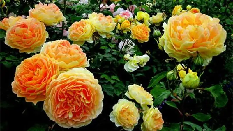 Города ЮКО засадили контрабандными саженцами роз