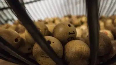 Pixabay, фото - Новости Zakon.kz от 10.06.2020 18:32